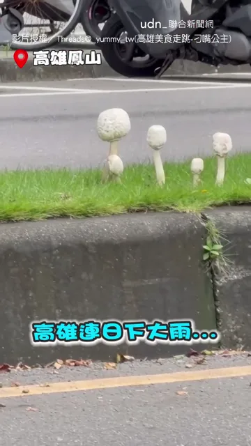 高雄安全島怎麼又長菇啦XD