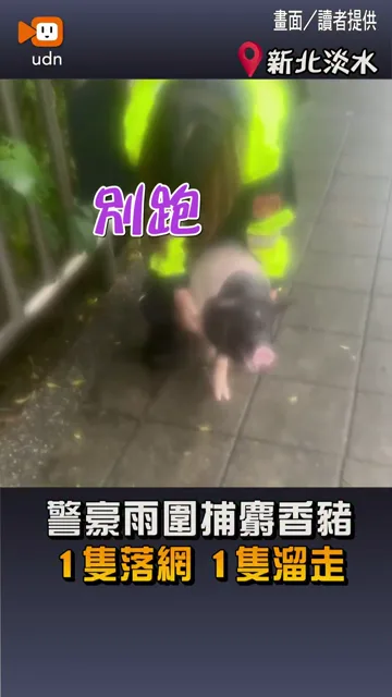 【淡水警察豪雨圍捕麝香豬 1隻落網、1隻溜走】